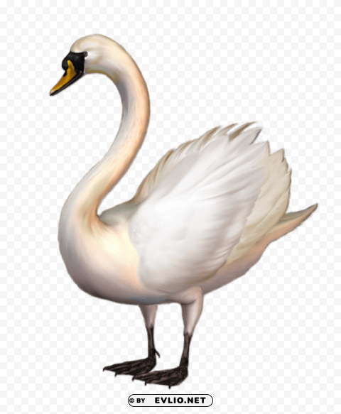 standing swan free clip-art Clear Background PNG Isolated Item