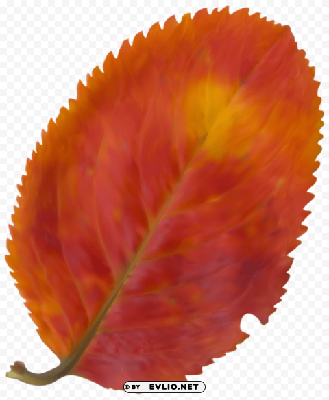 beautiful fall leaf PNG clip art transparent background