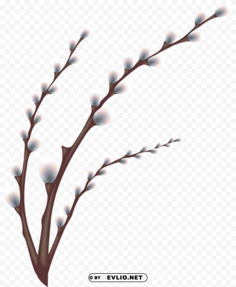 easter willow tree branch transparent PNG Image with Isolated Subject