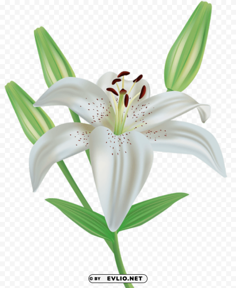 lily flower Transparent PNG graphics bulk assortment
