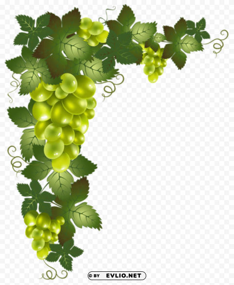 transparent vine decorative element Isolated PNG Item in HighResolution