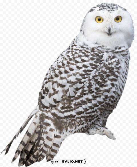  white owl HighResolution Transparent PNG Isolated Graphic