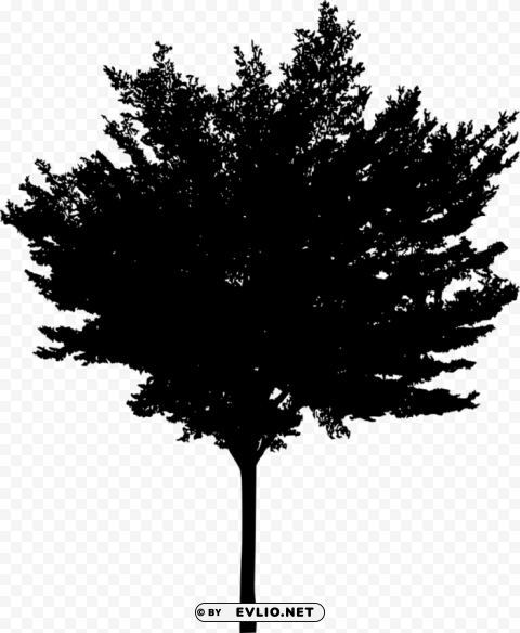 Tree Silhouette Transparent Background PNG Isolation