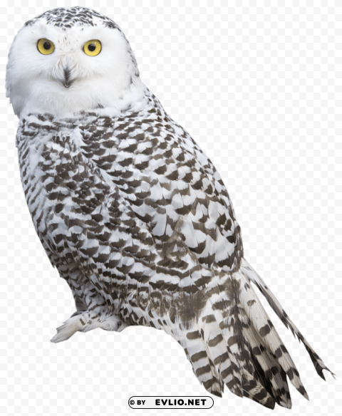 white owl Isolated Icon in Transparent PNG Format clipart png photo - 561e5ad1