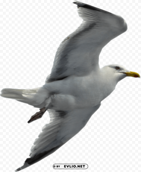 gull Isolated Element on Transparent PNG