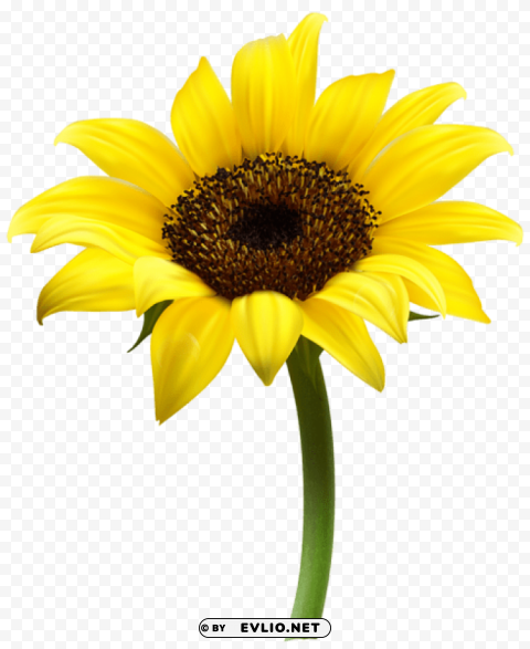 beautiful sunflower Transparent Background Isolated PNG Art