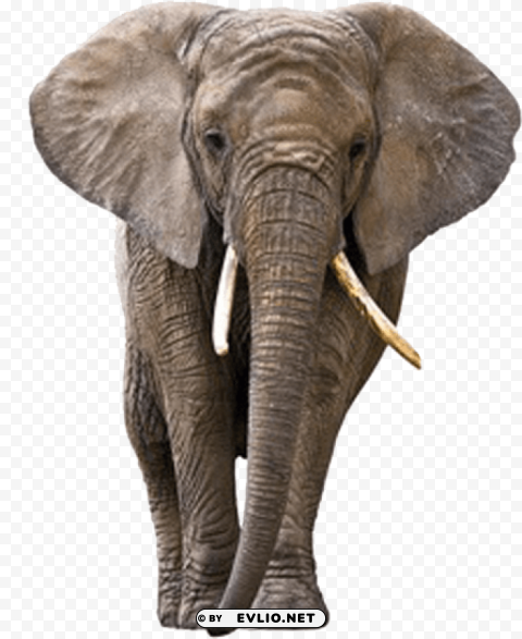 elephant PNG Isolated Object with Clarity