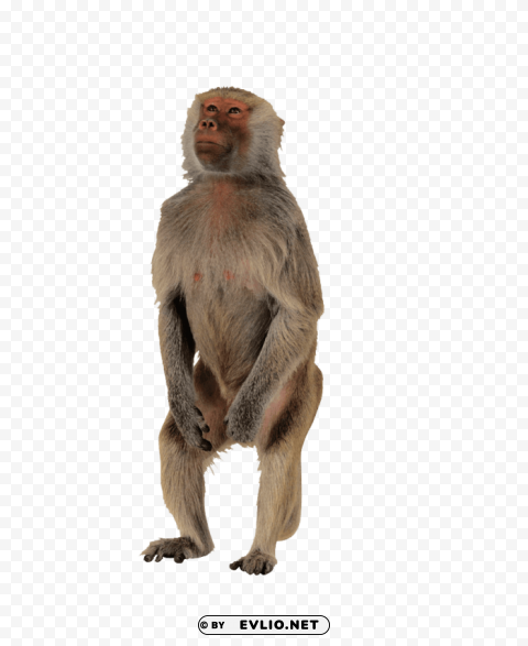 macaque s Transparent PNG Isolated Graphic Element
