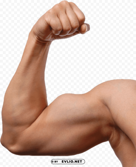 muscle PNG Graphic with Transparent Background Isolation