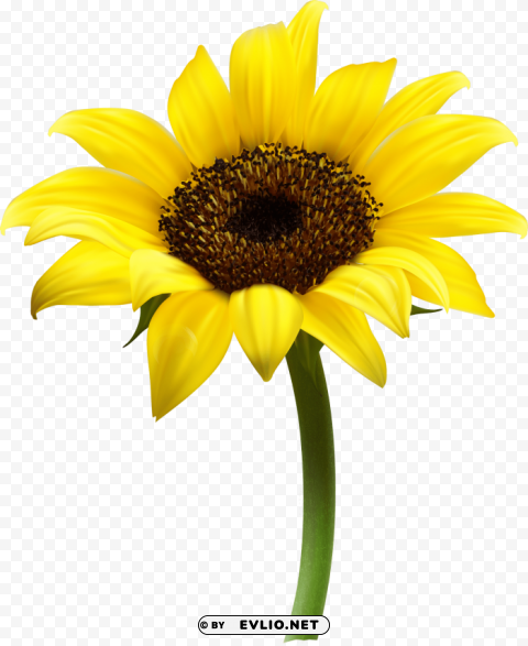 sunflower PNG with cutout background