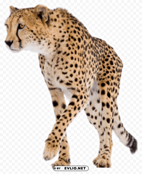 cheetah PNG for free purposes
