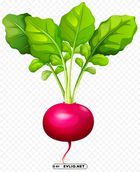 radish PNG artwork with transparency clipart png photo - faaff8eb