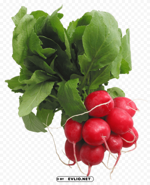 radishes PNG Graphic with Clear Background Isolation