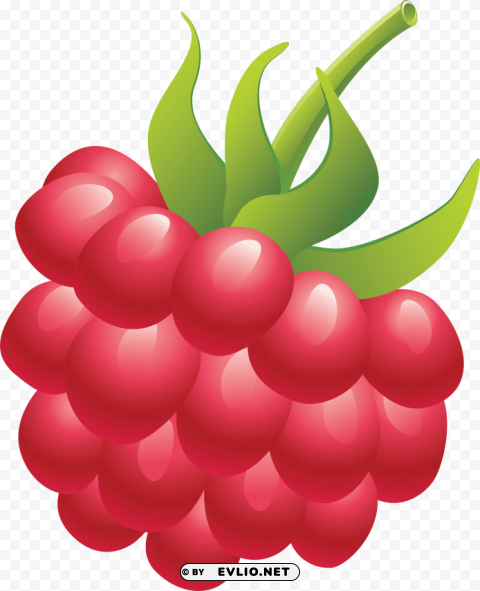 raspberry Free PNG download