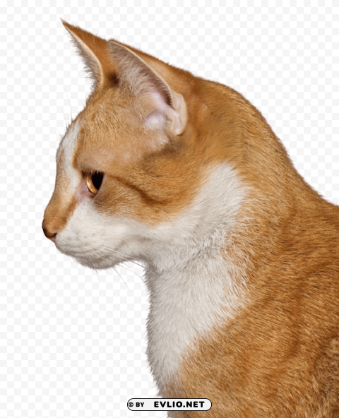 cat Clear PNG photos