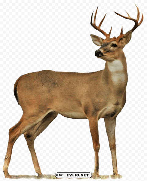 deer Isolated PNG Element with Clear Transparency