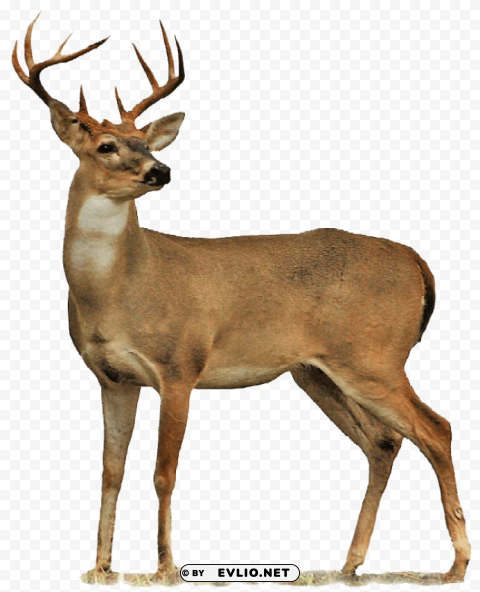 elk PNG pictures with no backdrop needed