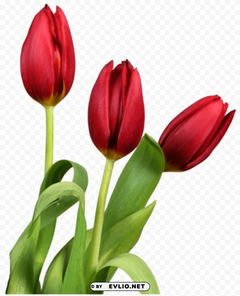 red transparent tulips flowers PNG clipart