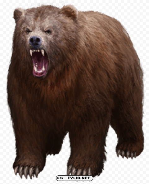 bear Isolated Graphic on Clear Background PNG