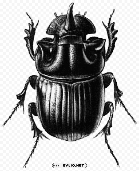 beetle black illustration PNG Graphic with Isolated Clarity