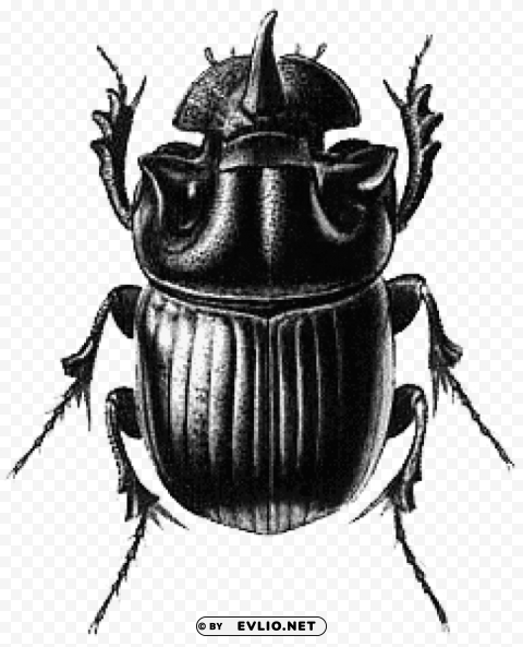 Beetle Black Illustration PNG Graphic With Isolated Clarity