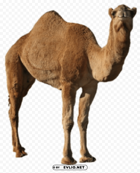 Camel Isolated Item On Clear Transparent PNG