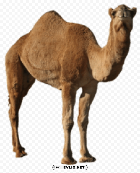 camel Isolated PNG Element with Clear Transparency png images background - Image ID e67d0ca6