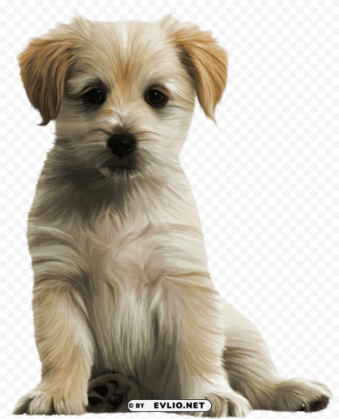 cute puppies photo Transparent image