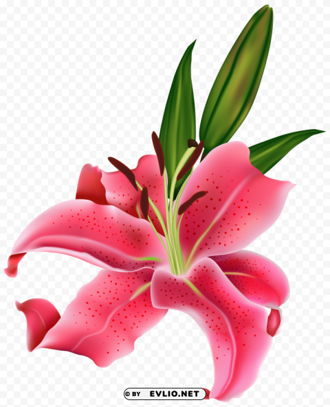 lily pink flower PNG Image Isolated with Clear Transparency