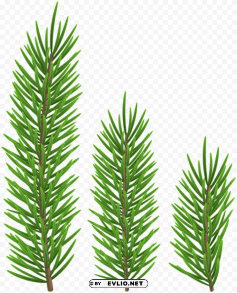 pine branch set Isolated Character in Clear Transparent PNG