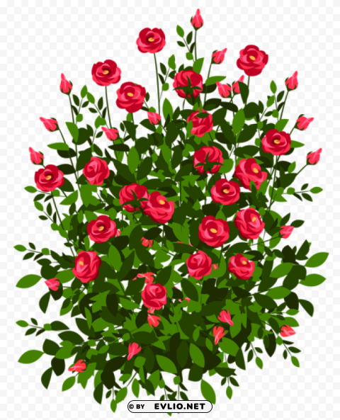 red rose bushpicture PNG files with no backdrop wide compilation