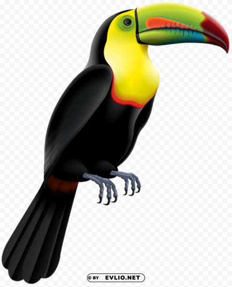 toucan bird Isolated Artwork on Transparent Background