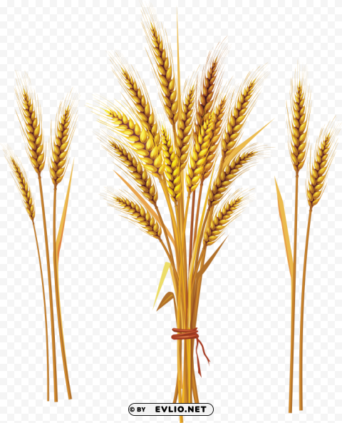 wheat Isolated Artwork in HighResolution Transparent PNG