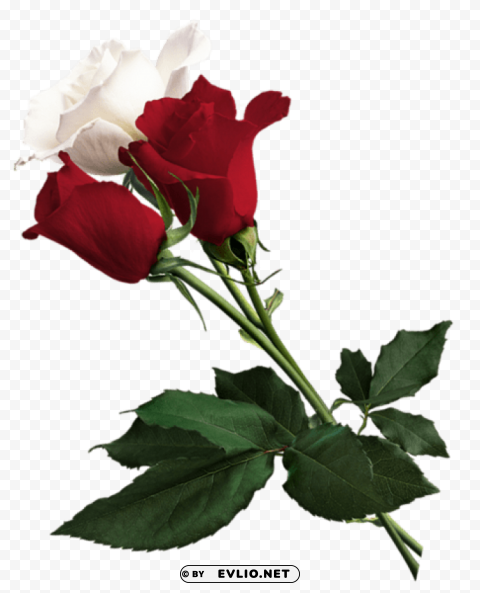 white and red roses Isolated PNG Element with Clear Transparency