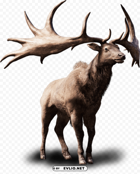 elk PNG pictures with no background required