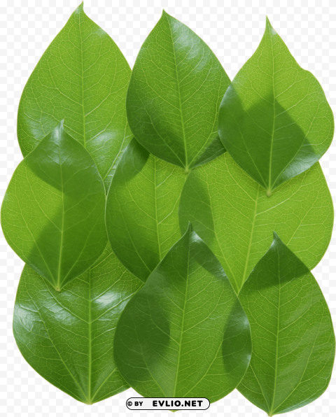 green leaves Clear background PNG images comprehensive package