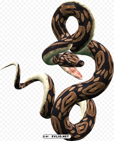 snake photo PNG with transparent backdrop