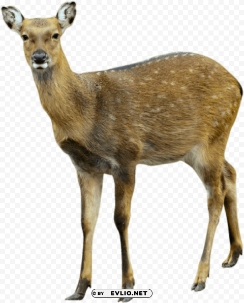 deer Isolated Subject in Transparent PNG Format