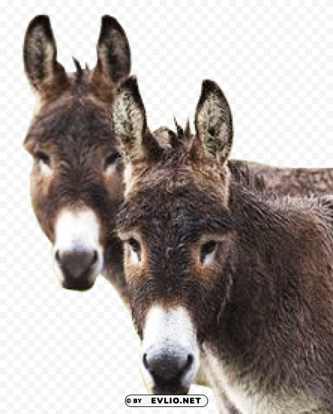 donkey PNG for mobile apps