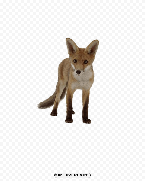 Fox - Image with - ID 6342b4b4 Isolated Character with Transparent Background PNG