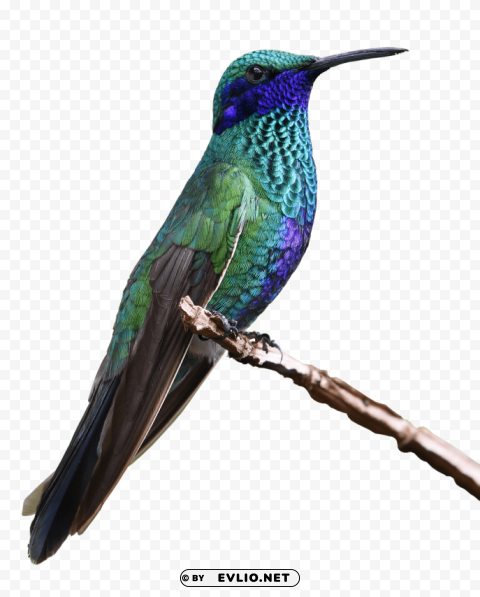 hummingbird PNG transparent backgrounds