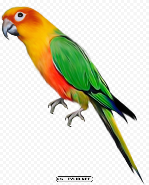 large parrot Clear PNG pictures compilation