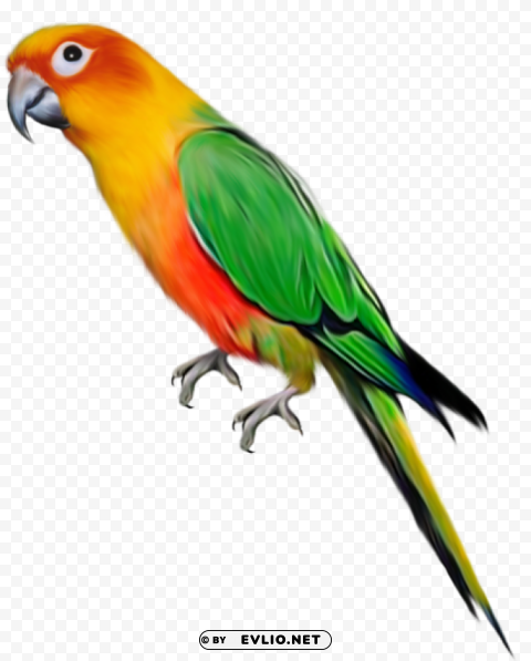 large parrot Clear PNG pictures compilation png images background - Image ID 4641b284