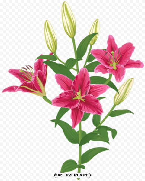 lilium flower transparent ClearCut PNG Isolated Graphic