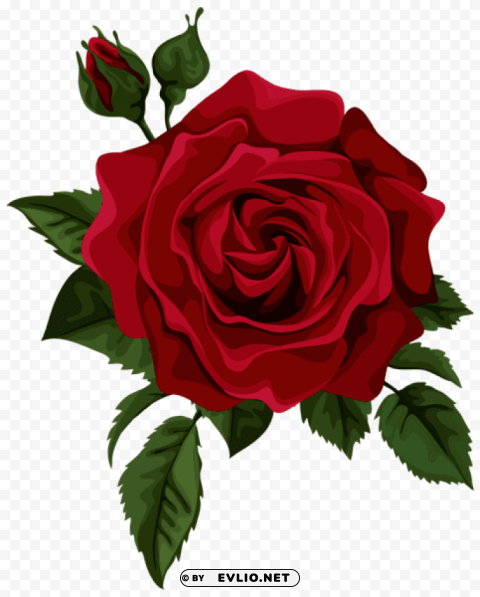red rose with bud picture PNG for social media