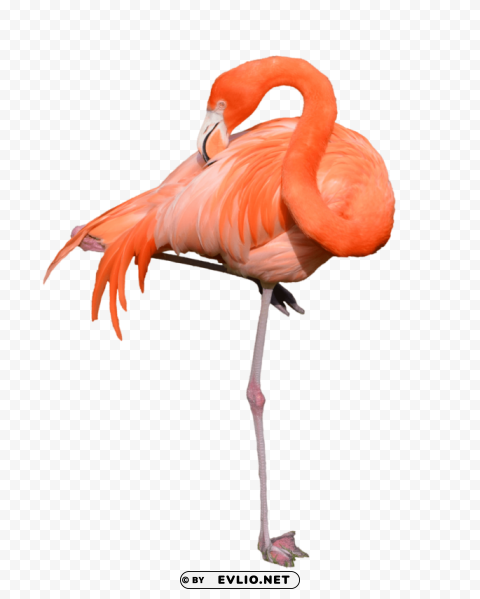 flamingo Clear PNG pictures bundle