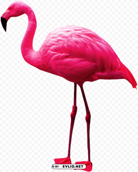 flamingo Clear PNG pictures package