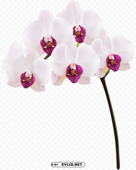 orchid Transparent PNG graphics complete collection