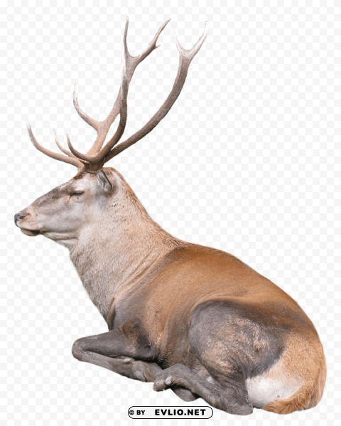 Reindeer PNG with no cost