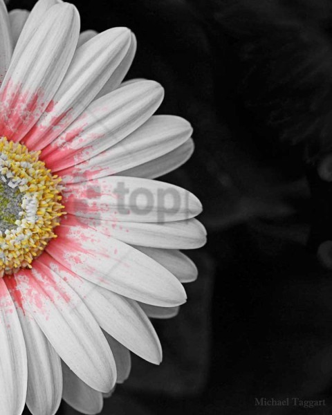 black and white pictures with a splash of color PNG Image with Clear Background Isolation
